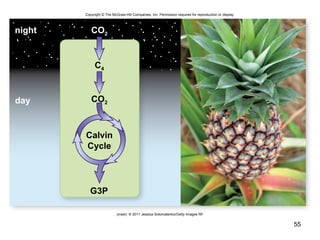 55
Copyright © The McGraw-Hill Companies, Inc. Permission required for reproduction or display.
night
day
CO2
CO2
C4
G3P
Calvin
Cycle
(inset): © 2011 Jessica Solomatenko/Getty Images RF
 
