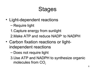 6
Stages
• Light-dependent reactions
– Require light
1.Capture energy from sunlight
2.Make ATP and reduce NADP+
to NADPH
• Carbon fixation reactions or light-
independent reactions
– Does not require light
3.Use ATP and NADPH to synthesize organic
molecules from CO2
 