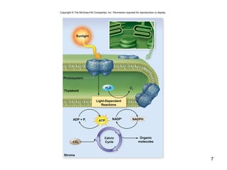 7
O2
Stroma
Photosystem
Thylakoid
NADP+
ADP + Pi
CO2
Sunlight
Photosystem
Light-Dependent
Reactions
Calvin
Cycle
Organic
molecules
O2
ATP NADPH
H2O
Copyright © The McGraw-Hill Companies, Inc. Permission required for reproduction or display.
 