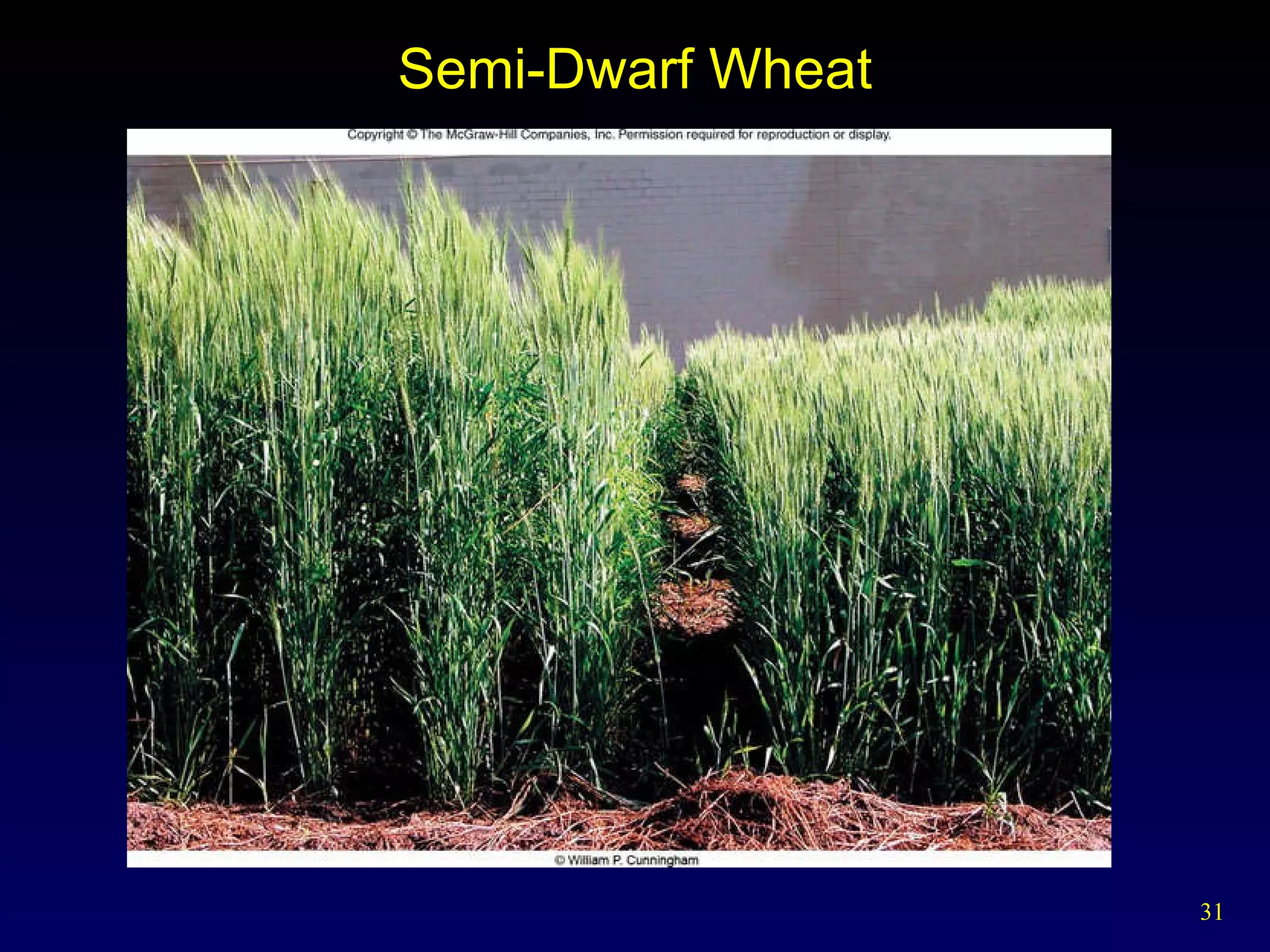 Semi-Dwarf Wheat 