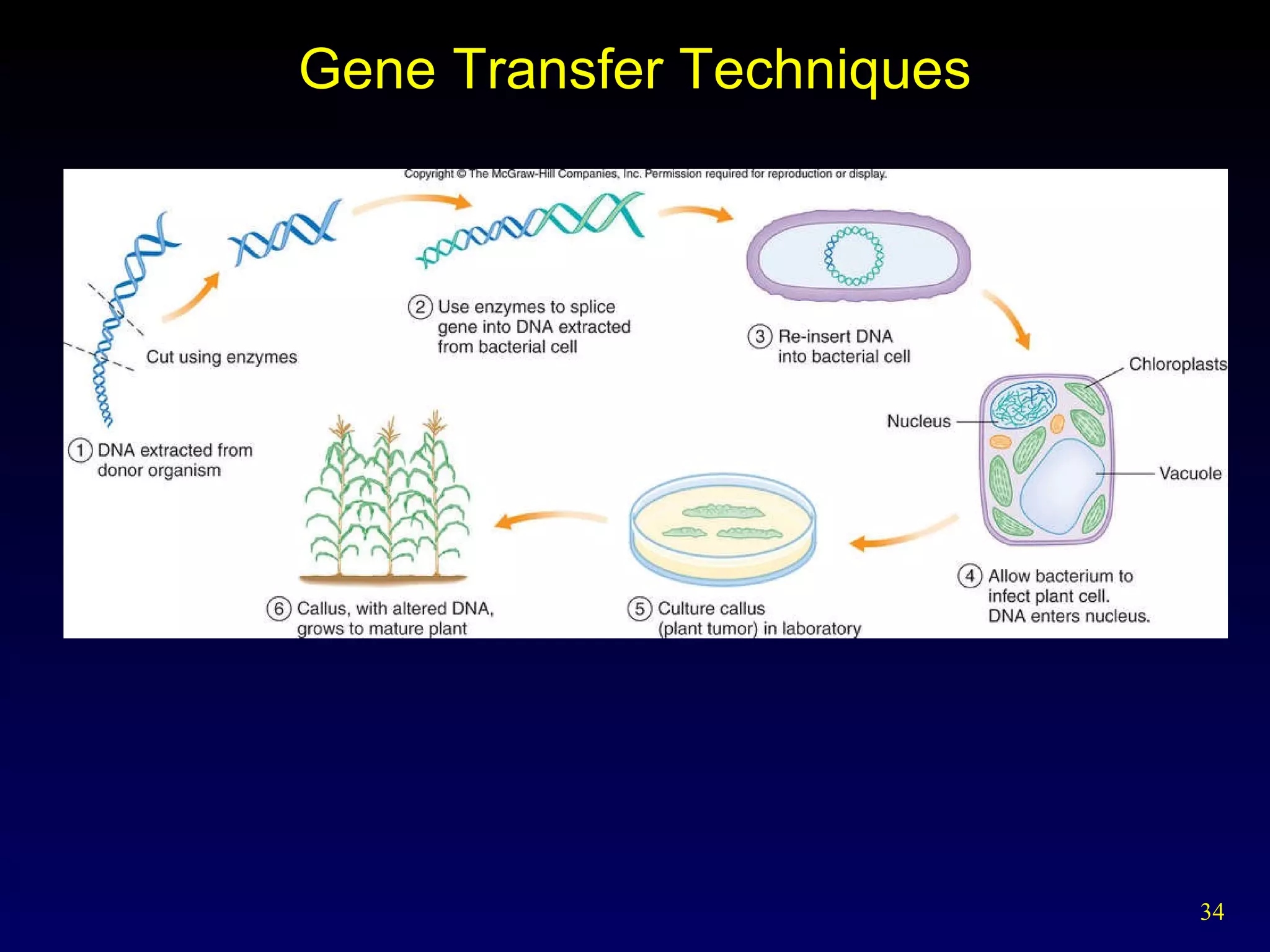 Gene Transfer Techniques 