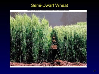 Semi-Dwarf Wheat 
