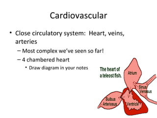 Cardiovascular
• Close circulatory system: Heart, veins,
  arteries
  – Most complex we’ve seen so far!
  – 4 chambered heart
     • Draw diagram in your notes
 