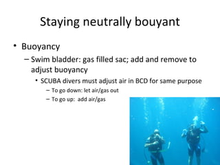 Staying neutrally bouyant
• Buoyancy
  – Swim bladder: gas filled sac; add and remove to
    adjust buoyancy
     • SCUBA divers must adjust air in BCD for same purpose
        – To go down: let air/gas out
        – To go up: add air/gas
 