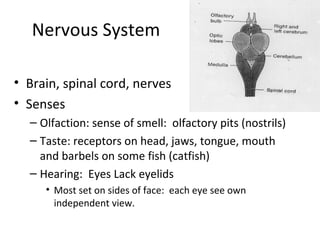 Nervous System

• Brain, spinal cord, nerves
• Senses
  – Olfaction: sense of smell: olfactory pits (nostrils)
  – Taste: receptors on head, jaws, tongue, mouth
    and barbels on some fish (catfish)
  – Hearing: Eyes Lack eyelids
     • Most set on sides of face: each eye see own
       independent view.
 