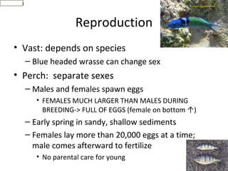 http://i11.p
556ed59a
13352685



                              Reproduction
      • Vast: depends on species
               – Blue headed wrasse can change sex
      • Perch: separate sexes
               – Males and females spawn eggs
                  • FEMALES MUCH LARGER THAN MALES DURING
                    BREEDING-> FULL OF EGGS (female on bottom ↑)
               – Early spring in sandy, shallow sediments
               – Females lay more than 20,000 eggs at a time;
                 male comes afterward to fertilize
                  • No parental care for young
 