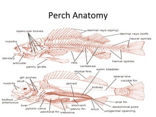 Perch Anatomy
 