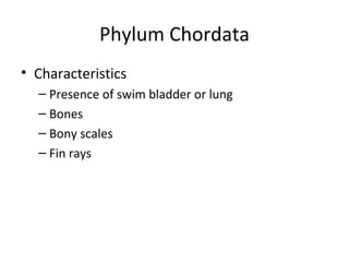 Phylum Chordata
• Characteristics
  – Presence of swim bladder or lung
  – Bones
  – Bony scales
  – Fin rays
 