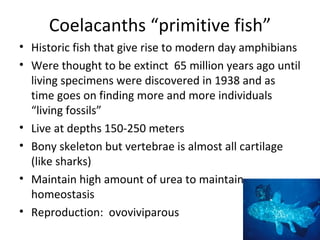Coelacanths “primitive fish”
• Historic fish that give rise to modern day amphibians
• Were thought to be extinct 65 million years ago until
  living specimens were discovered in 1938 and as
  time goes on finding more and more individuals
  “living fossils”
• Live at depths 150-250 meters
• Bony skeleton but vertebrae is almost all cartilage
  (like sharks)
• Maintain high amount of urea to maintain
  homeostasis
• Reproduction: ovoviviparous
 