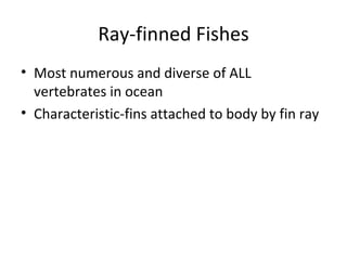 Ray-finned Fishes
• Most numerous and diverse of ALL
  vertebrates in ocean
• Characteristic-fins attached to body by fin ray
 