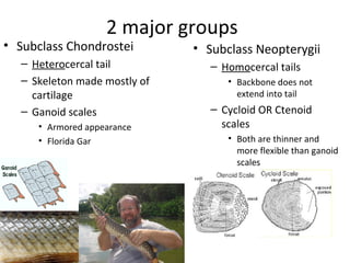 2 major groups
• Subclass Chondrostei        • Subclass Neopterygii
  – Heterocercal tail            – Homocercal tails
  – Skeleton made mostly of         • Backbone does not
    cartilage                         extend into tail
  – Ganoid scales                – Cycloid OR Ctenoid
     • Armored appearance          scales
     • Florida Gar                  • Both are thinner and
                                      more flexible than ganoid
                                      scales
 