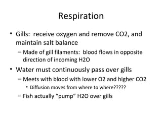 Respiration
• Gills: receive oxygen and remove CO2, and
  maintain salt balance
  – Made of gill filaments: blood flows in opposite
    direction of incoming H2O
• Water must continuously pass over gills
  – Meets with blood with lower O2 and higher CO2
     • Diffusion moves from where to where?????
  – Fish actually “pump” H2O over gills
 