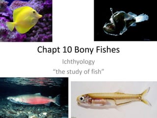 Chapt 10 Bony Fishes
Ichthyology
“the study of fish”
 