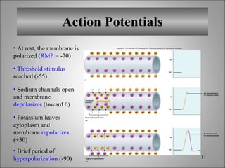 Chapt10 Holes Lecture Animation[1] | PPT