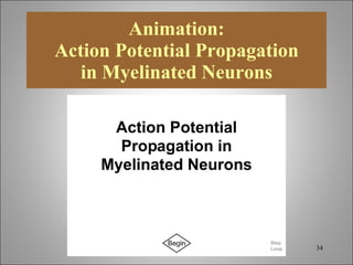 Chapt10 Holes Lecture Animation[1] | PPT