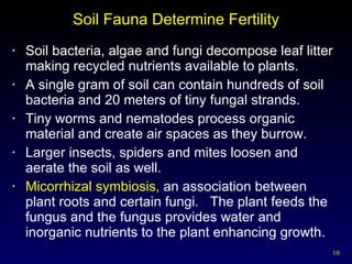 Soil Fauna Determine Fertility Soil bacteria, algae and fungi decompose leaf litter making recycled nutrients available to plants. A single gram of soil can contain hundreds of soil bacteria and 20 meters of tiny fungal strands. Tiny worms and nematodes process organic material and create air spaces as they burrow. Larger insects, spiders and mites loosen and aerate the soil as well. Micorrhizal symbiosis,  an association between plant roots and certain fungi.  The plant feeds the fungus and the fungus provides water and inorganic nutrients to the plant enhancing growth. 