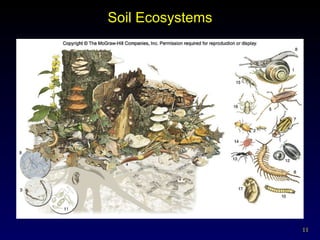 Soil Ecosystems 