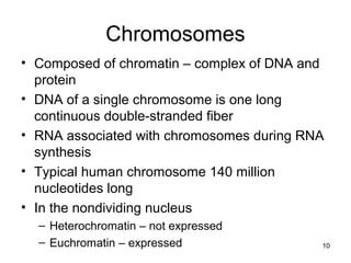 Chromosomes
• Composed of chromatin – complex of DNA and
protein
• DNA of a single chromosome is one long
continuous double-stranded fiber
• RNA associated with chromosomes during RNA
synthesis
• Typical human chromosome 140 million
nucleotides long
• In the nondividing nucleus
– Heterochromatin – not expressed
– Euchromatin – expressed 10
 