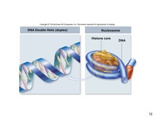 12
DNA Double Helix (duplex) Nucleosome
Histone core
DNA
Copyright © The McGraw-Hill Companies, Inc. Permission required for reproduction or display.
 