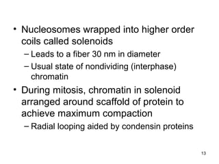 • Nucleosomes wrapped into higher order
coils called solenoids
– Leads to a fiber 30 nm in diameter
– Usual state of nondividing (interphase)
chromatin
• During mitosis, chromatin in solenoid
arranged around scaffold of protein to
achieve maximum compaction
– Radial looping aided by condensin proteins
13
 