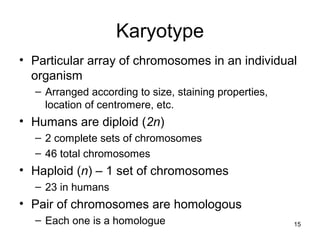 Karyotype
• Particular array of chromosomes in an individual
organism
– Arranged according to size, staining properties,
location of centromere, etc.
• Humans are diploid (2n)
– 2 complete sets of chromosomes
– 46 total chromosomes
• Haploid (n) – 1 set of chromosomes
– 23 in humans
• Pair of chromosomes are homologous
– Each one is a homologue 15
 