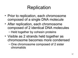 Replication
• Prior to replication, each chromosome
composed of a single DNA molecule
• After replication, each chromosome
composed of 2 identical DNA molecules
– Held together by cohesin proteins
• Visible as 2 strands held together as
chromosome becomes more condensed
– One chromosome composed of 2 sister
chromatids
17
 