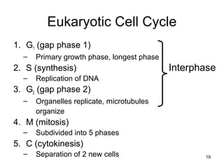 Eukaryotic Cell Cycle
1. G1 (gap phase 1)
– Primary growth phase, longest phase
2. S (synthesis)
– Replication of DNA
3. G2 (gap phase 2)
– Organelles replicate, microtubules
organize
4. M (mitosis)
– Subdivided into 5 phases
5. C (cytokinesis)
– Separation of 2 new cells 19
Interphase
 