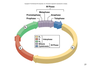 21
Copyright © The McGraw-Hill Companies, Inc. Permission required for reproduction or display.
M Phase
Metaphase
Anaphase
Telophase
Prometaphase
Prophase
S
G2
G1
Interphase
M Phase
G1
Cytokinesis
Mitosis
S
G2
 
