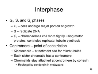 22
Interphase
• G1, S, and G2 phases
– G1 – cells undergo major portion of growth
– S – replicate DNA
– G2 – chromosomes coil more tightly using motor
proteins; centrioles replicate; tubulin synthesis
• Centromere – point of constriction
– Kinetochore – attachment site for microtubules
– Each sister chromatid has a centromere
– Chromatids stay attached at centromere by cohesin
• Replaced by condensin in metazoans
 