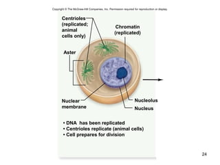 24
Nucleus
Nucleolus
Aster
Centrioles
(replicated;
animal
cells only)
Nuclear
membrane
• DNA has been replicated
• Centrioles replicate (animal cells)
• Cell prepares for division
Chromatin
(replicated)
Copyright © The McGraw-Hill Companies, Inc. Permission required for reproduction or display.
 