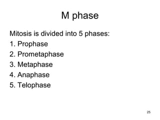 25
M phase
Mitosis is divided into 5 phases:
1. Prophase
2. Prometaphase
3. Metaphase
4. Anaphase
5. Telophase
 