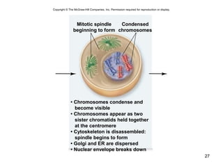 27
• Chromosomes condense and
become visible
• Chromosomes appear as two
sister chromatids held together
at the centromere
• Cytoskeleton is disassembled:
spindle begins to form
• Golgi and ER are dispersed
• Nuclear envelope breaks down
Mitotic spindle
beginning to form
Condensed
chromosomes
Copyright © The McGraw-Hill Companies, Inc. Permission required for reproduction or display.
 