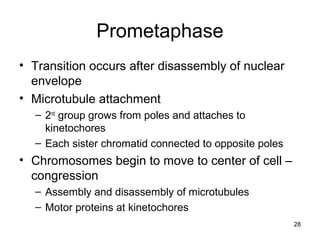 28
Prometaphase
• Transition occurs after disassembly of nuclear
envelope
• Microtubule attachment
– 2nd
group grows from poles and attaches to
kinetochores
– Each sister chromatid connected to opposite poles
• Chromosomes begin to move to center of cell –
congression
– Assembly and disassembly of microtubules
– Motor proteins at kinetochores
 