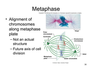 Metaphase
• Alignment of
chromosomes
along metaphase
plate
– Not an actual
structure
– Future axis of cell
division
30
Polar
microtubule
Centrioles
Metaphase
plate
Aster
Kinetochore
microtubule
Sister chromatids
57µm
Copyright © The McGraw-Hill Companies, Inc. Permission required for reproduction or display.
© Andrew S. Bajer, University of Oregon
 