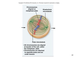 31
• All chromosomes are aligned
at equator of the cell, called
the metaphase plate
• Chromosomes are attached
to opposite poles and are
under tension
Polar microtubule
Chromosomes
aligned on
metaphase plate
Kinetochore
microtubule
Copyright © The McGraw-Hill Companies, Inc. Permission required for reproduction or display.
 