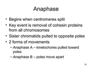 32
Anaphase
• Begins when centromeres split
• Key event is removal of cohesin proteins
from all chromosomes
• Sister chromatids pulled to opposite poles
• 2 forms of movements
– Anaphase A – kinetochores pulled toward
poles
– Anaphase B – poles move apart
 