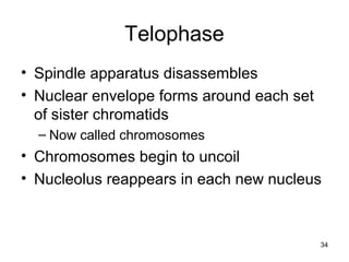 34
Telophase
• Spindle apparatus disassembles
• Nuclear envelope forms around each set
of sister chromatids
– Now called chromosomes
• Chromosomes begin to uncoil
• Nucleolus reappears in each new nucleus
 