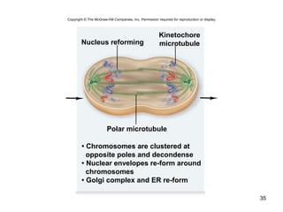 35
Polar microtubule
Nucleus reforming
• Chromosomes are clustered at
opposite poles and decondense
• Nuclear envelopes re-form around
chromosomes
• Golgi complex and ER re-form
Kinetochore
microtubule
Copyright © The McGraw-Hill Companies, Inc. Permission required for reproduction or display.
 