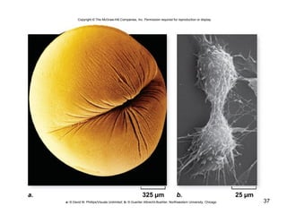 37
Copyright © The McGraw-Hill Companies, Inc. Permission required for reproduction or display.
25 µmb.325 µma.
a: © David M. Phillips/Visuals Unlimited; b: © Guenter Albrecht-Buehler, Northwestern University, Chicago
 