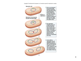 4
Prior to cell division,
the bacterial DNA
molecule replicates.
The replication of the
double-stranded,
Circular DNA mole-
cule that constitutes
the genome of a
bacterium begins at a
specific site, called
the origin of replica-
tion (green area).
The replication
enzymes move out
in both directions
from that site and
make copies of each
strand in the DNA
duplex. The enzymes
continue until they
meet at another
specific site, the
terminus of replication
(red area).
As the DNA is
replicated, the cell
elongates, and the
DNA is partitioned in
the cell such that the
origins are at the ¼
and ¾ positions in the
cell and the termini
are oriented toward
the middle of the cell.
1.
2.
3.
Bacterial cell
Bacterial chromosome:
Double-stranded DNA
Origin of
replication
Copyright © The McGraw-Hill Companies, Inc. Permission required for reproduction or display.
 