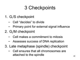 3 Checkpoints
1. G1/S checkpoint
– Cell “decides” to divide
– Primary point for external signal influence
2. G2/M checkpoint
– Cell makes a commitment to mitosis
– Assesses success of DNA replication
3. Late metaphase (spindle) checkpoint
– Cell ensures that all chromosomes are
attached to the spindle 40
 