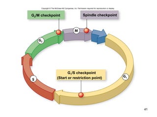 41
Copyright © The McGraw-Hill Companies, Inc. Permission required for reproduction or display.
G2
M
S
G2/M checkpoint Spindle checkpoint
G1/S checkpoint
(Start or restriction point) G1
 