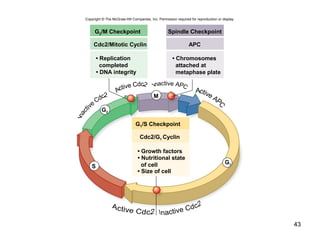 43
Copyright © The McGraw-Hill Companies, Inc. Permission required for reproduction or display.
G2/M Checkpoint
Cdc2/Mitotic Cyclin
• DNA integrity
• Replication
completed
Spindle Checkpoint
APC
• Chromosomes
attached at
metaphase plate
M
G2
G1
S
G1/S Checkpoint
• Size of cell
• Nutritional state
of cell
• Growth factors
Cdc2/G1 Cyclin
 