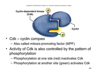 • Cdk – cyclin complex
– Also called mitosis-promoting factor (MPF)
• Activity of Cdk is also controlled by the pattern of
phosphorylation
– Phosphorylation at one site (red) inactivates Cdk
– Phosphorylation at another site (green) activates Cdk
44
Cyclin-dependent kinase
(Cdk)
Cyclin
P
P
Copyright © The McGraw-Hill Companies, Inc. Permission required for reproduction or display.
 