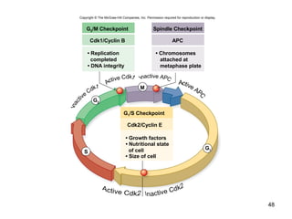 48
Copyright © The McGraw-Hill Companies, Inc. Permission required for reproduction or display.
G2/M Checkpoint
Cdk1/Cyclin B
• DNA integrity
• Replication
completed
Spindle Checkpoint
APC
• Chromosomes
attached at
metaphase plate
M
G2
G1
S
G1/S Checkpoint
• Size of cell
• Nutritional state
of cell
• Growth factors
Cdk2/Cyclin E
 