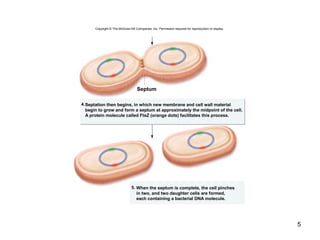5
5.
Septation then begins, in which new membrane and cell wall material
begin to grow and form a septum at approximately the midpoint of the cell.
A protein molecule called FtsZ (orange dots) facilitates this process.
When the septum is complete, the cell pinches
in two, and two daughter cells are formed,
each containing a bacterial DNA molecule.
4.
Septum
Copyright © The McGraw-Hill Companies, Inc. Permission required for reproduction or display.
 