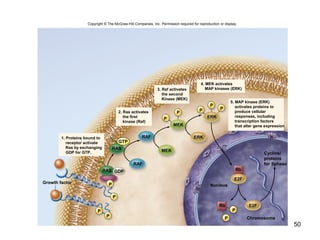 50
GTP
5. MAP kinase (ERK)
activates proteins to
produce cellular
responses, including
transcription factors
that alter gene expression
4. MEK activates
MAP kinases (ERK)
1. Proteins bound to
receptor activate
Ras by exchanging
GDP for GTP.
2. Ras activates
the first
kinase (Raf)
3. Raf activates
the second
Kinase (MEK)
Growth factor
RAS
Cyclins/
proteins
for Sphase
ChromosomeP
Rb
Nucleus
E2F
Rb
ERK
MEK
P
P P
P
RAF
MEK
RAF
ERK
P
P
E2F
P
P
P
P
RAS
Copyright © The McGraw-Hill Companies, Inc. Permission required for reproduction or display.
GDP
 