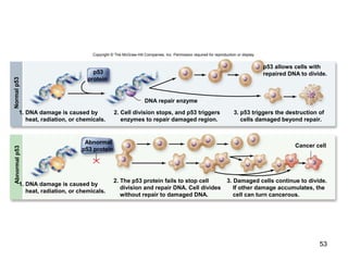 53
Copyright © The McGraw-Hill Companies, Inc. Permission required for reproduction or display.
1. DNA damage is caused by
heat, radiation, or chemicals.
2. Cell division stops, and p53 triggers
enzymes to repair damaged region.
3. p53 triggers the destruction of
cells damaged beyond repair.
p53 allows cells with
repaired DNA to divide.
1. DNA damage is caused by
heat, radiation, or chemicals.
2. The p53 protein fails to stop cell
division and repair DNA. Cell divides
without repair to damaged DNA.
3. Damaged cells continue to divide.
If other damage accumulates, the
cell can turn cancerous.
DNA repair enzyme
Cancer cell
p53
protein
Normalp53Abnormalp53
Abnormal
p53 protein
 