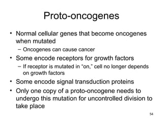54
Proto-oncogenes
• Normal cellular genes that become oncogenes
when mutated
– Oncogenes can cause cancer
• Some encode receptors for growth factors
– If receptor is mutated in “on,” cell no longer depends
on growth factors
• Some encode signal transduction proteins
• Only one copy of a proto-oncogene needs to
undergo this mutation for uncontrolled division to
take place
 