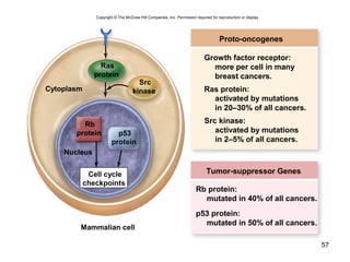 57
Copyright © The McGraw-Hill Companies, Inc. Permission required for reproduction or display.
Proto-oncogenes
Growth factor receptor:
more per cell in many
breast cancers.
Ras protein:
activated by mutations
in 20–30% of all cancers.
Src kinase:
activated by mutations
in 2–5% of all cancers.
Tumor-suppressor Genes
Rb protein:
mutated in 40% of all cancers.
p53 protein:
mutated in 50% of all cancers.
Cell cycle
checkpoints
Ras
protein
Rb
protein p53
protein
Src
kinase
Mammalian cell
Nucleus
Cytoplasm
 